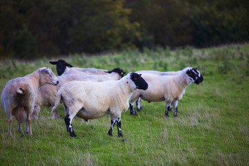 Obraz premium The Sheep of Wales 