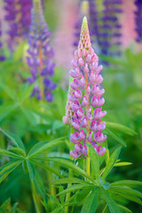 pink lupin bunch in filed