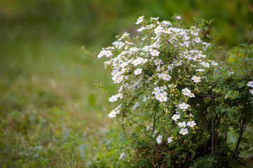 Shrubby Cinquefoil , cultivar with white flowers - Dasiphora fruticosa , Pentaphylloides fruticosa