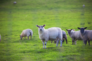 Obraz na płótnie Canvas The Sheep of Wales 