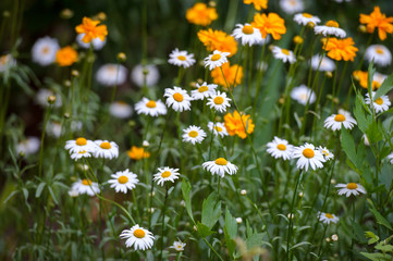 Summer meadow with the blossoming camomiles