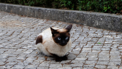 A Siamese cat with dark face and blue eyes on the ground. 