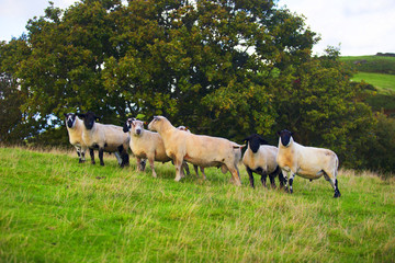 Obraz premium The Sheep of Wales 