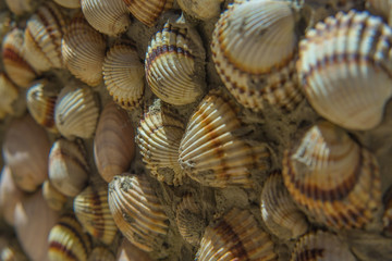 seashells decoration on concrete wall