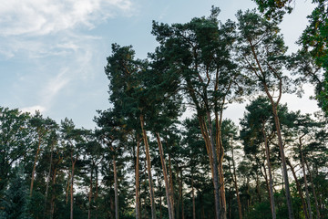 beautiful treetops in autumn forest