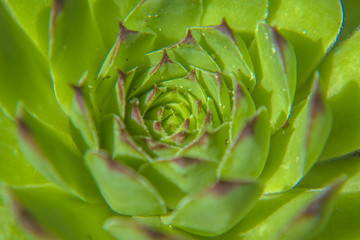 Sempervivum tectorum (common houseleek) closeup