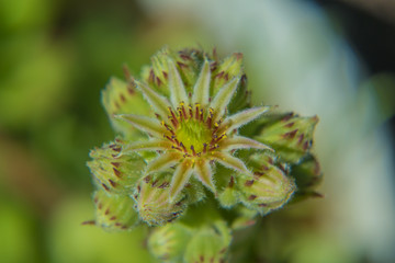 Sempervivum tectorum (common houseleek) flower closeup