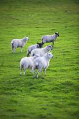 Fototapeta na wymiar The Sheep of Wales 