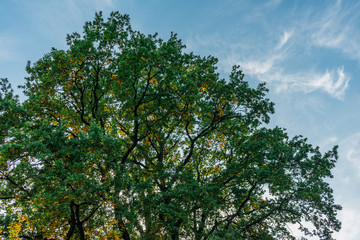 Fototapeta na wymiar colorful autumn treetop