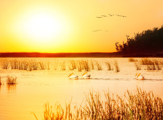 Birds of the pelicans in the early morning among the reeds on a wild river. The Danube River. 
