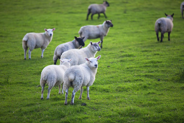 Naklejka na ściany i meble The Sheep of Wales 