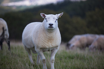 The Sheep of Wales 