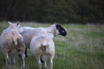 The Sheep of Wales 