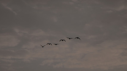 Zugvögel im Flug