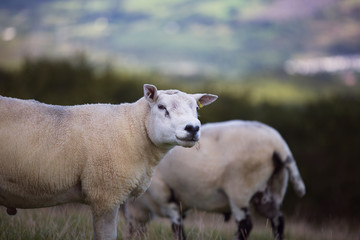 Fototapeta premium The Sheep of Wales 