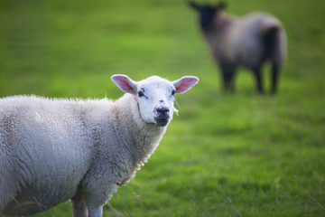 The Sheep of Wales 