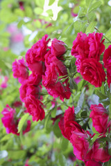 Fototapeta premium Beautiful byshy ruby red roses in the garden