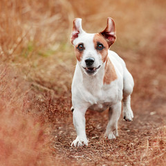 Dog running at autumn