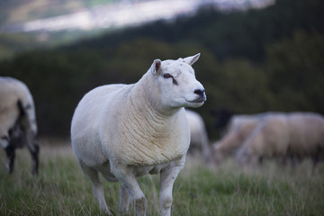 Obraz premium The Sheep of Wales 