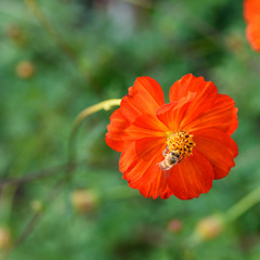 Orange flowers and bees