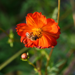 Orange flowers and bees
