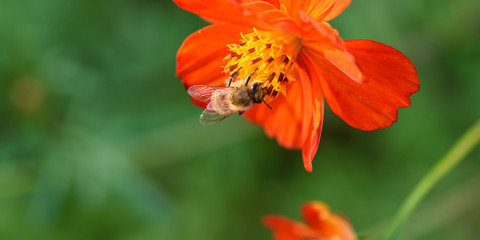 Orange flowers and bees