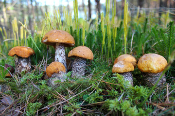 Forest mushrooms on a glade in a green moss. 