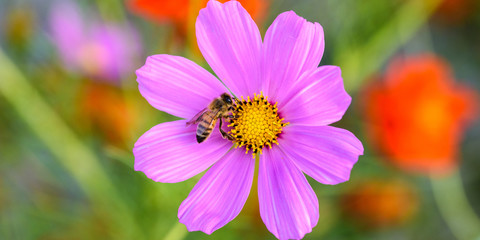 Obraz premium Purple flowers and bees