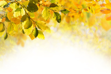 Sunny autumn nature background