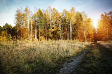Fototapeta premium autumn road 
