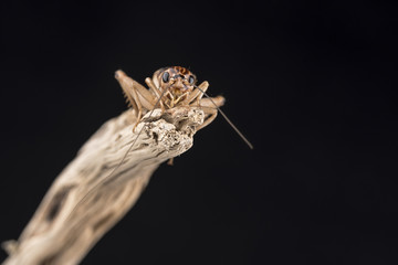 A house cricket perched on the end of a piece of wood, isolated against a black background. Room for copy.