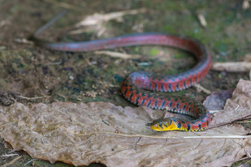 Painted keelback snake with colorful body crawling on the ground. Taken by 45MP camera