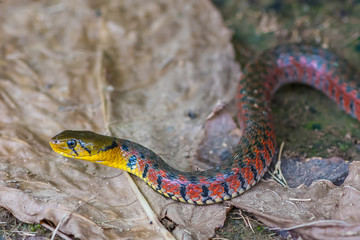 Painted keelback snake with colorful body crawling on the ground. Taken by 45MP camera