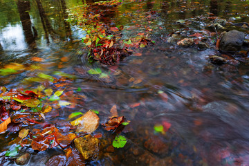 Fallen colorful beeches and aspen leaves caught on boulder in mountain stream. Wavy rapids blurred by long exposure, blue green reflection in cold water .