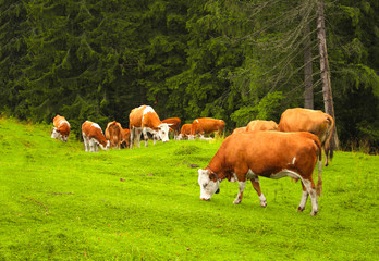 Fototapeta na wymiar Cows grazing in a mountain meadow, Carpathians, Romania
