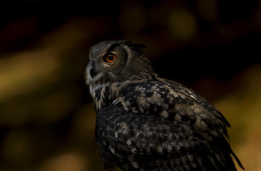 Eule in der Dämmerung