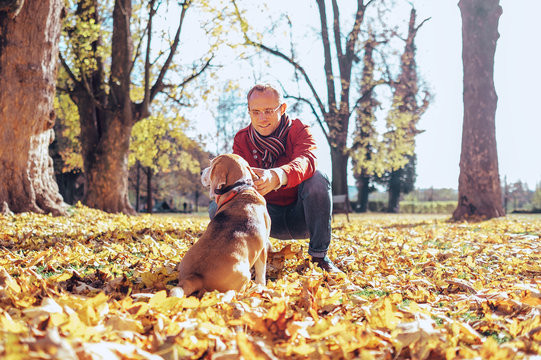 Man walks with his beagle in autumn park in sunny day