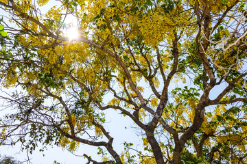 Golden Shower Tree