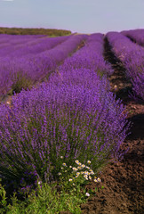 Fototapeta na wymiar lavender field in Bulgaria