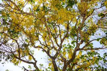 Golden Shower Tree