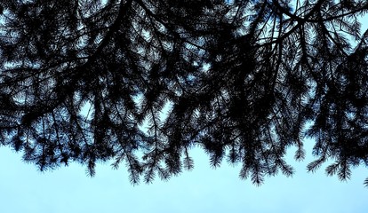 Texture of fir branches