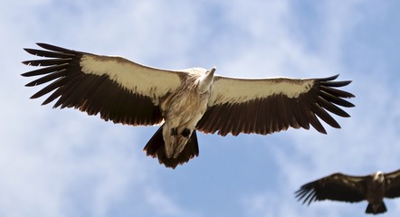 vol de vautour