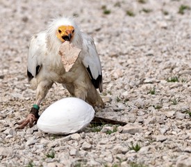 vautour Pecnoptere
