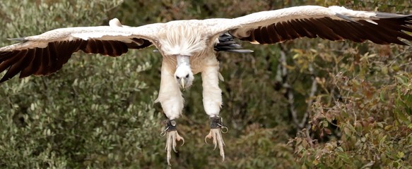 vautour d'Himalaya