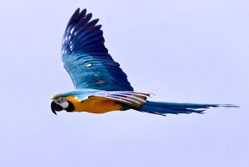 Ara bleu © jeanluc