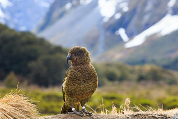 kea bird in alpine forest south land new zealand © stockphoto mania