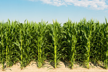 field of corn