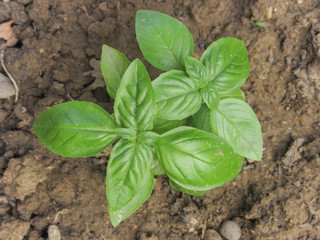 fresh basil plant in a vegetable garden