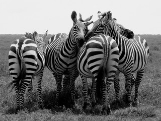 Zebra friends, Serengeti.
