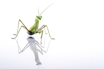 Giant Asian Mantis. Green insect, isolated on a pure white background. room for copy.